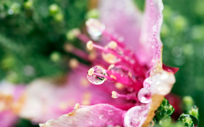 flowertears