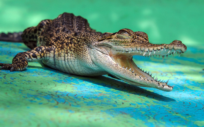 crocochild