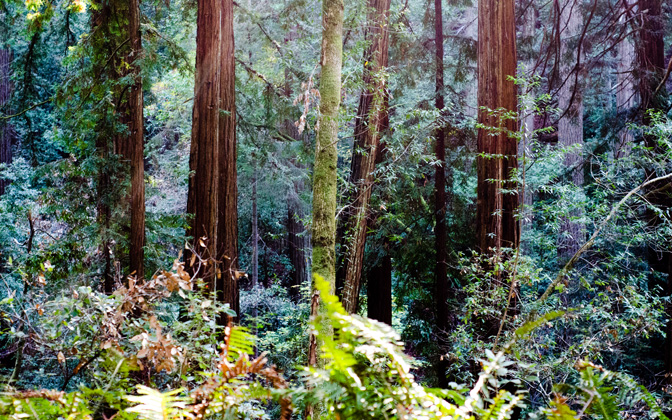 forestsofendor