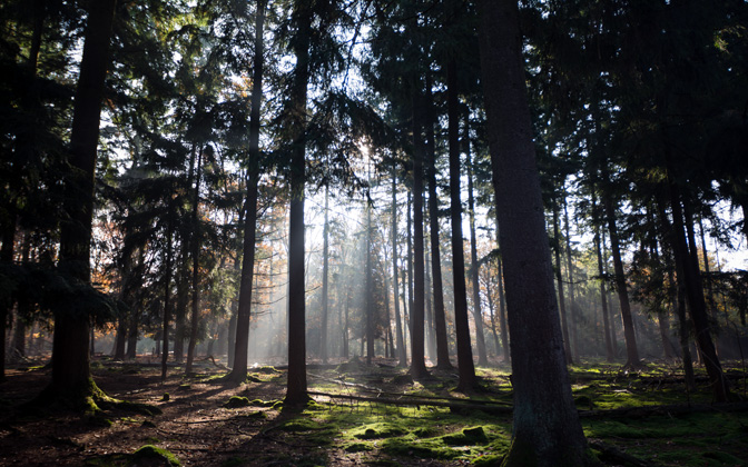 autumnsunlightthroughthetrees