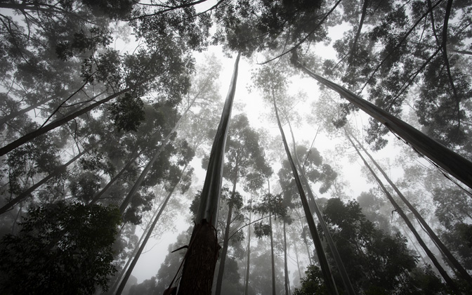 endor