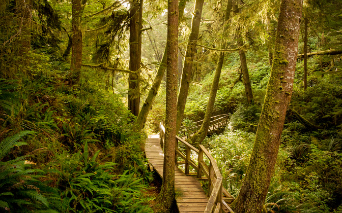 rainforesttrail