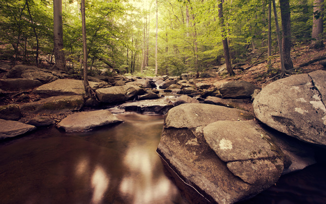 intothewoods
