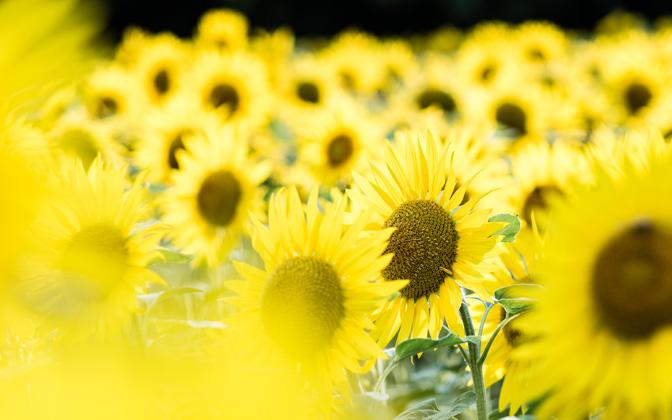 tournesol