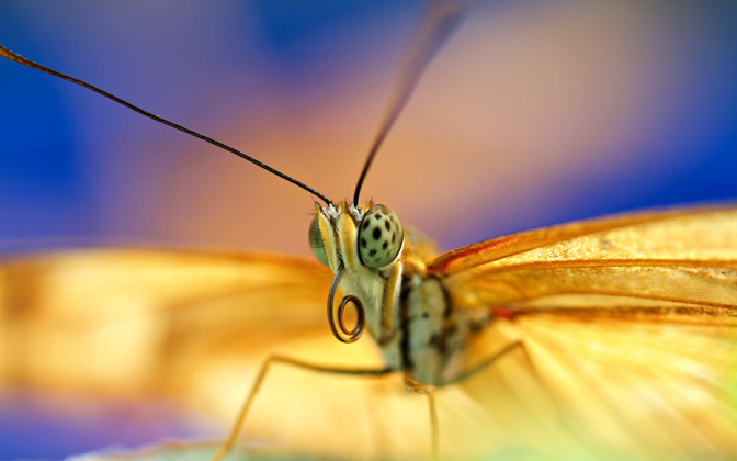 butterfly