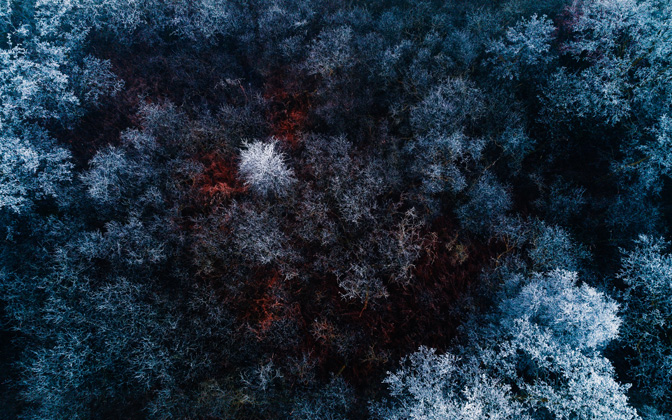therediceforest