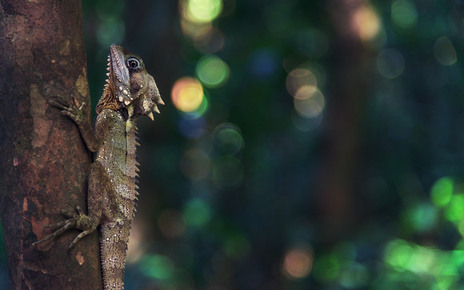 boydsforestdragon