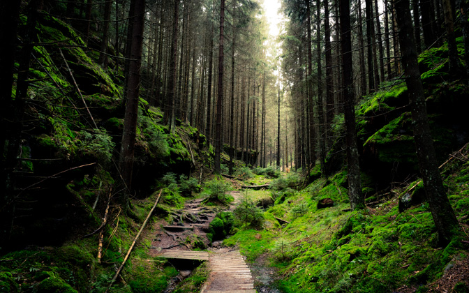intotheforest