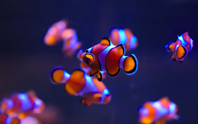 clowneverywhere