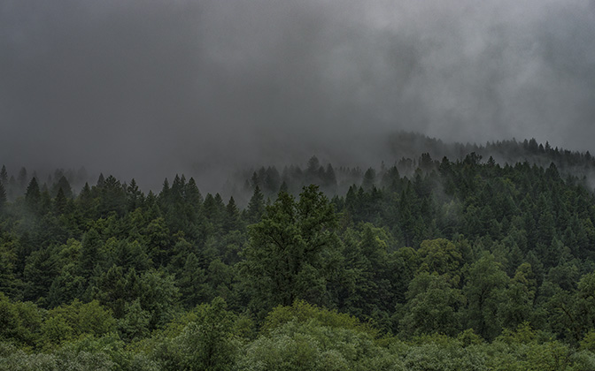 theforest