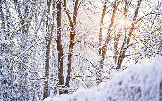 wintersunlight