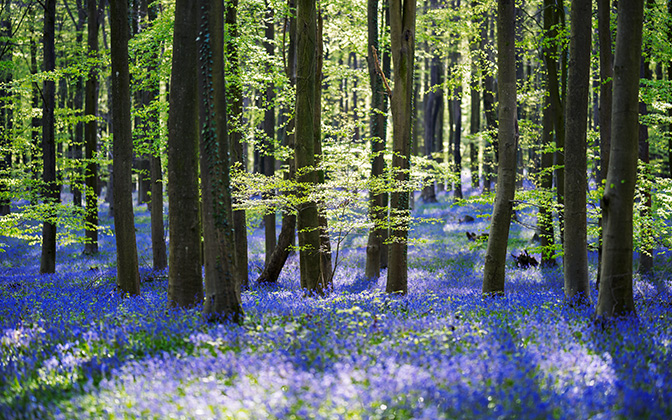 bluebells